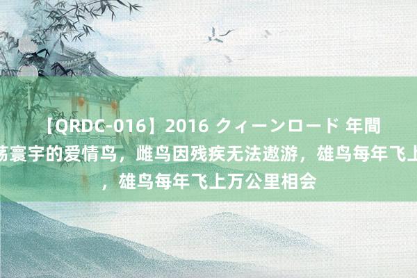 【QRDC-016】2016 クィーンロード 年間BEST10 震荡寰宇的爱情鸟，雌鸟因残疾无法遨游，雄鸟每年飞上万公里相会